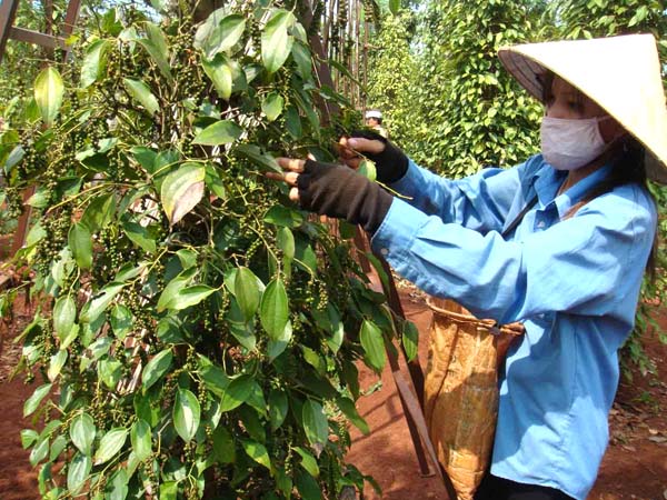 Đầu tư cho chế biến sâu,ấtkhẩuhạttiêuNỗilođắthà<strong>bxh giải indonesia</strong> giá trị hạt tiêu sẽ tăng rất nhiều