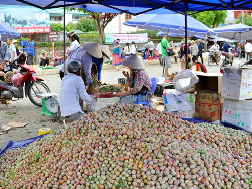 Mận Bắc Hà sẽ trở thành thương hiệu chất lượng cao