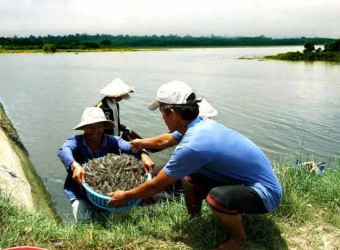 Trung Quốc cấm nhập tôm tươi Việt Nam