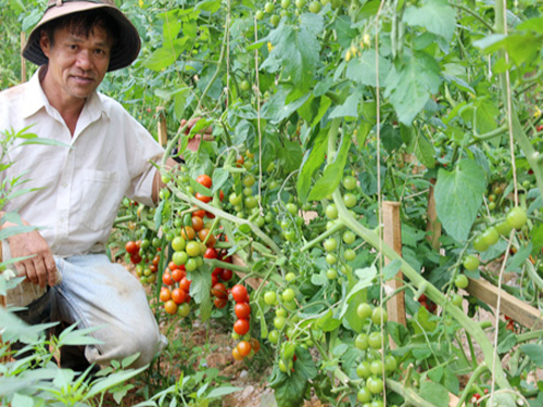 Ông Phi bên giàn cà chua ngọt đã cho ra quả.