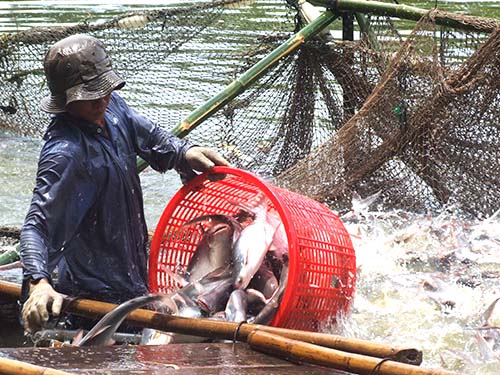 Kỳ vọng của thủy sản xuất khẩu