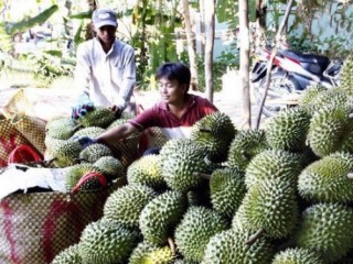 Tiền Giang: Sầu riêng đạt giá cao nhất từ trước đến nay