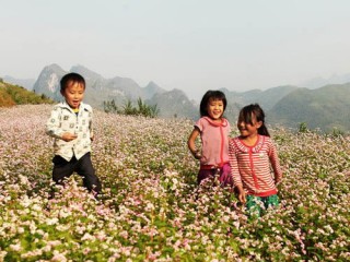 Lào Cai trồng thêm 30ha hoa tam giác mạch tạo điểm nhấn du lịch