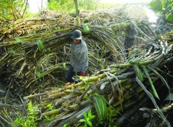 Chưa tính đến việc cấp hạn ngạch nhập khẩu đường