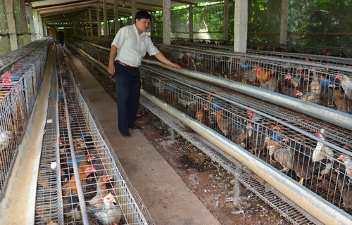 Anh Liêm trong trang trại nuôi gà tre của mình