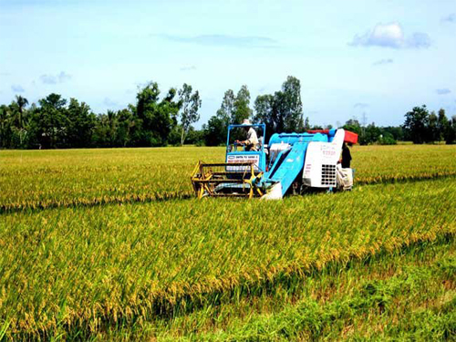 Nhà xuất khẩu gạo “bắt tay” với các địa phương