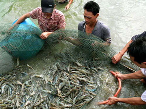 Nuôi tôm xuất khẩu: Lo ngại tăng trưởng nóng