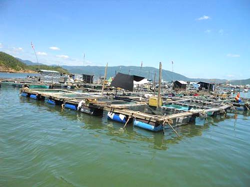Khu vực nuôi cá lồng bè trên đầm Thị Nại tại phường Hải Cảng