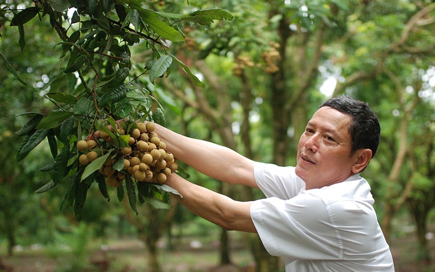 Bộ Công Thương hỗ trợ Hưng Yên xúc tiến tiêu thụ nông sản 
