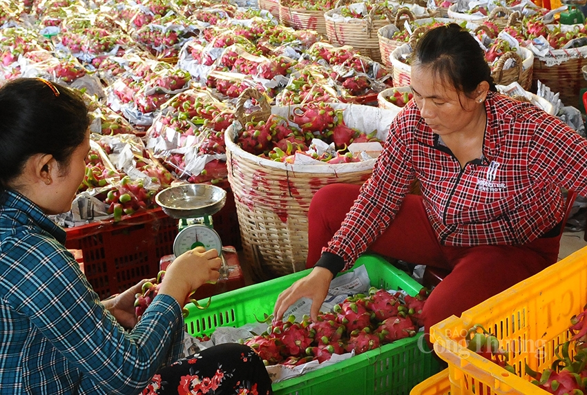 Mở rộng đầu ra cho trái thanh long