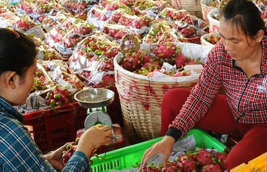 Mở rộng đầu ra cho trái thanh long