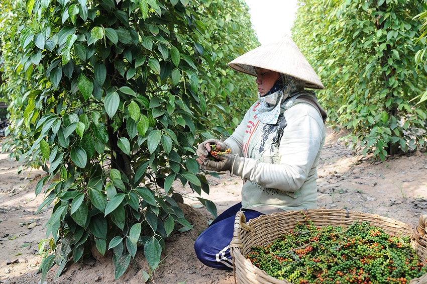 Xuất khẩu gia vị sang Trung đông, châu Phi: Doanh nghiệp thiếu thông tin thị trường