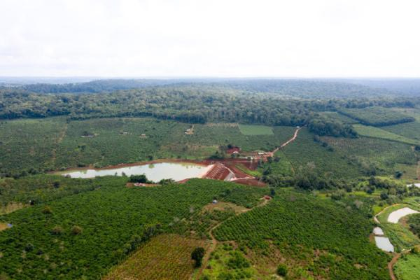 HMong Coffee Farm: Vùng nguyên liệu cà phê mới của Tây Nguyên