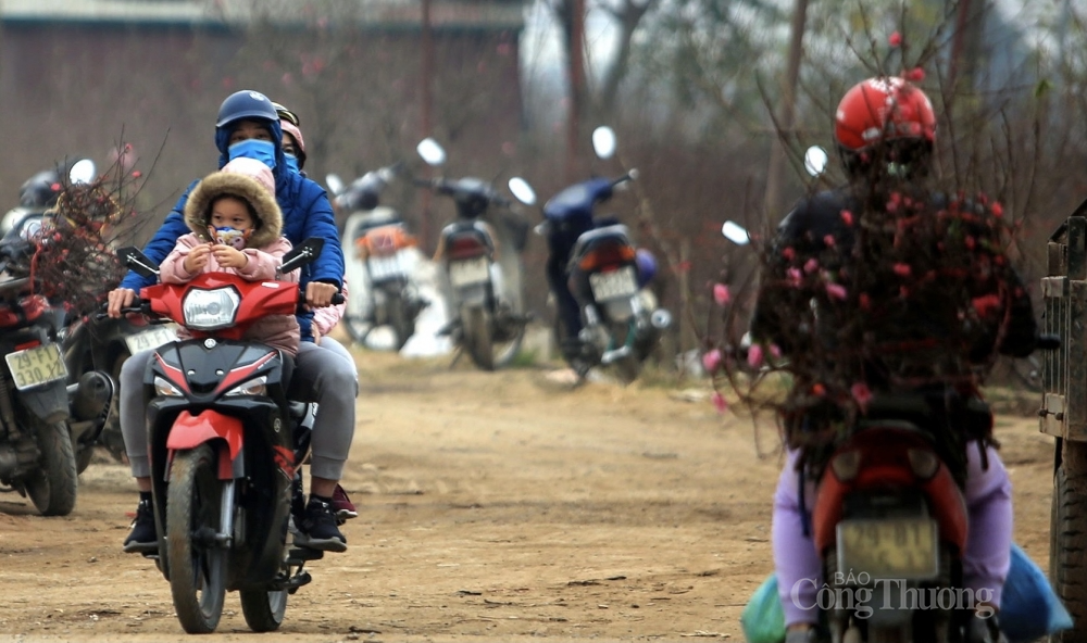 Đào bắt đầu xuống phố, nông dân phấn khởi một vụ “được mùa được giá”