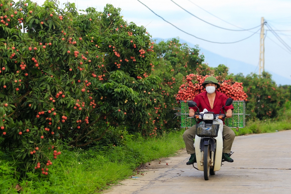 Bắc Giang gặt hái một vụ vải bội thu