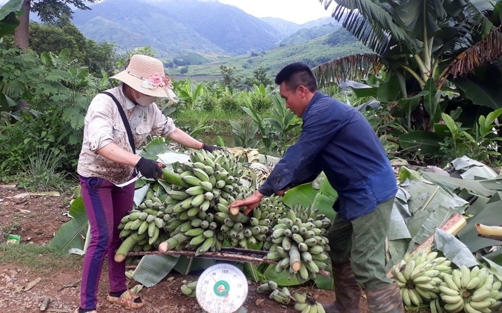 Sản phẩm chuối được xuất khẩu trở lại, tín hiệu vui cho nông sản Lai Châu