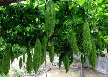 nganh nong nghiep dat nhieu thanh tuu trong nghien cuu khoa hoc cong nghe