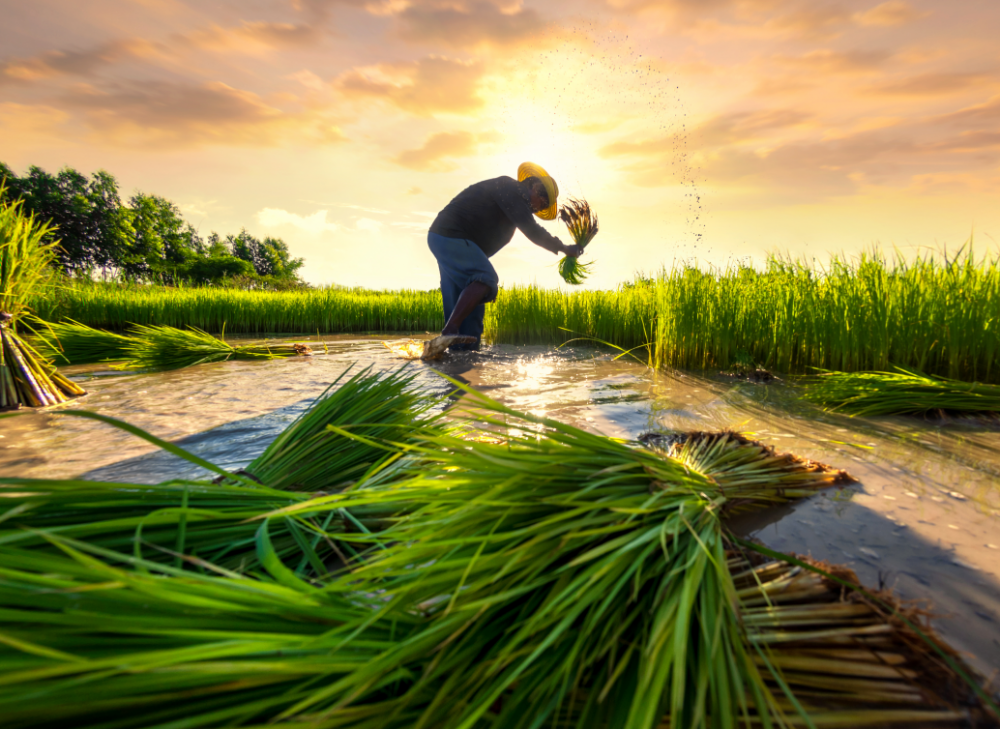 Lỗ hổng an ninh lương thực ở Đông Nam Á