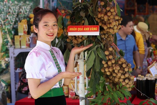 Tỉnh Sơn La: Nhãn Sông Mã được mùa và giá