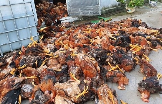 hon 6000 con ga bi set danh chet o tinh hai duong