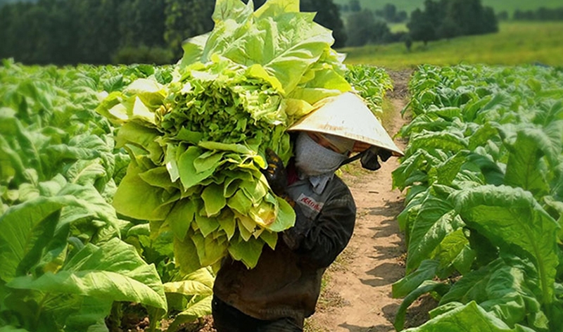 Giải pháp phát triển bền vững vùng nguyên liệu thuốc lá