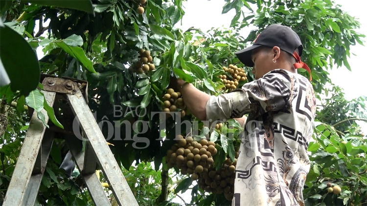 mo rong thi truong tieu thu cho thuong hieu nhan song ma