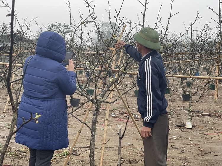 Người ngắm nhiều, người mua vẫn ít do lê năm nay trổ hoa muộn