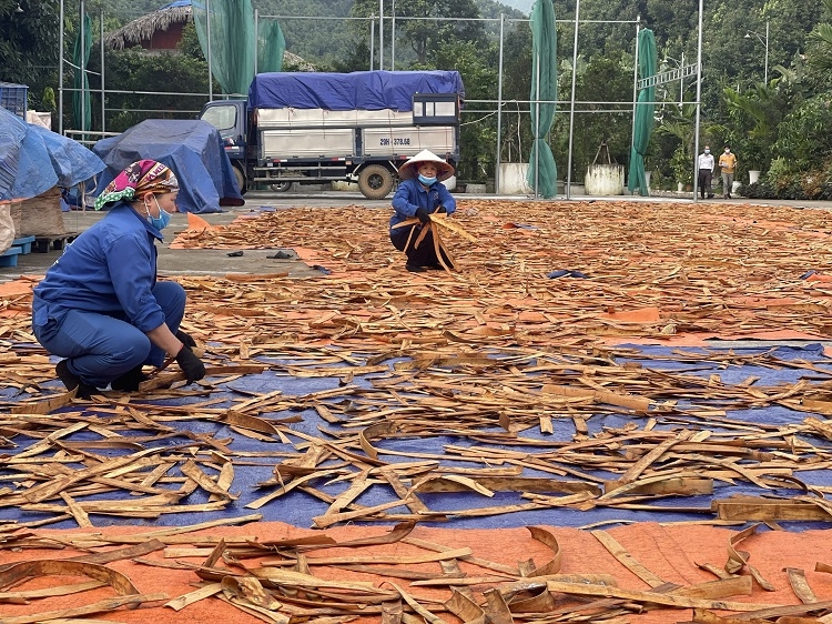 Quế hữu cơ của Trấn Yên đã có mặt ở nhiều thị trường khó tính như Châu Âu, Mỹ, Nhật Bản, Hàn Quốc