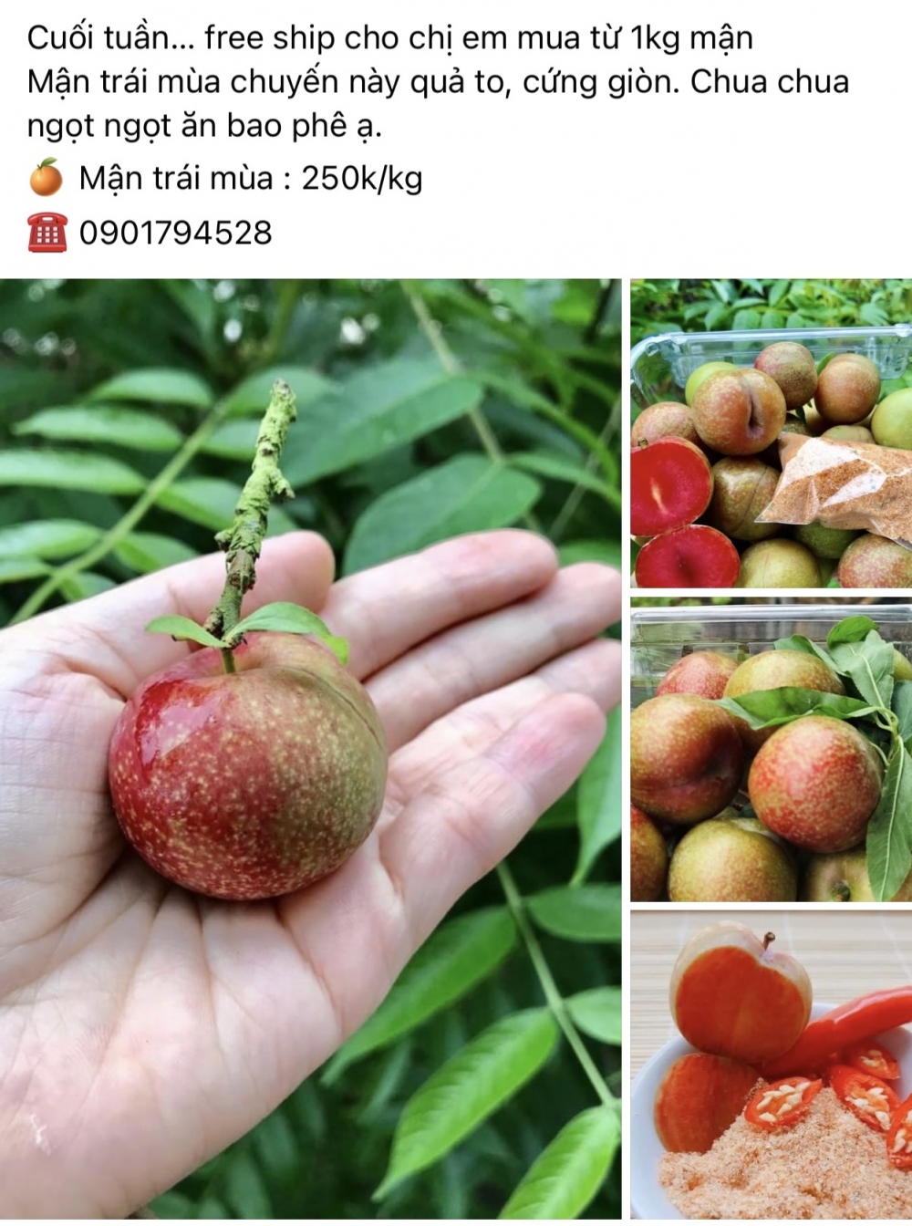 Mận trái vụ có nơi được chào bán với giá 250.000 đồng/kg