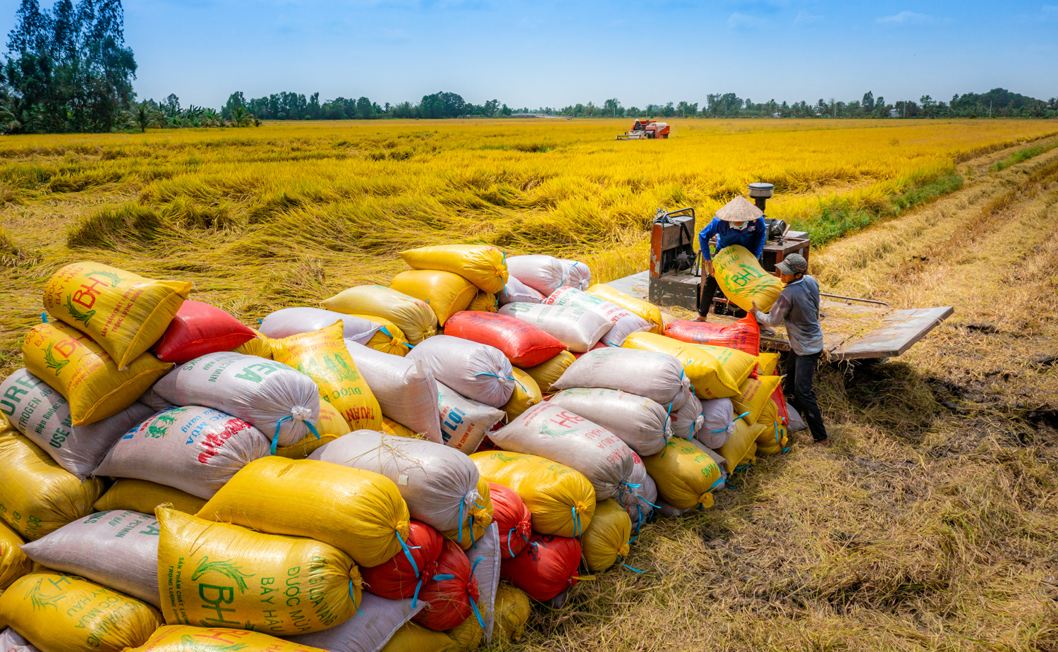 Nông dân Hậu Giang thu hoạch lúa. Ảnh: HIỀN THANH