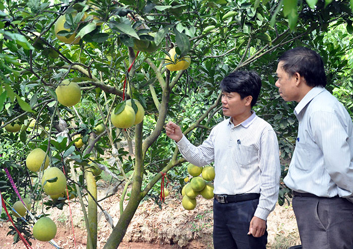 "Gió hội  nhập" thổi trên những cánh đồng