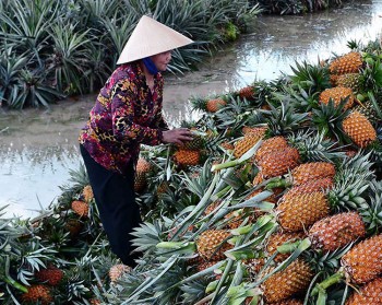 Tiền Giang: Nông dân phấn khởi do giá dứa ở mức cao