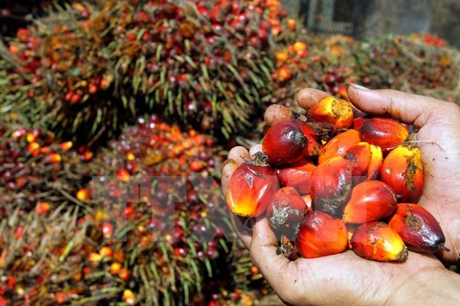 Indonesia có thể xuất khẩu 27 triệu tấn dầu cọ thô năm nay