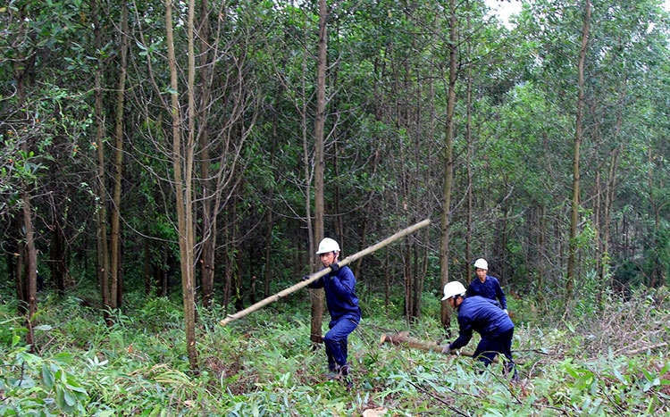 Nâng cao hiệu quả chi trả dịch vụ môi trường rừng