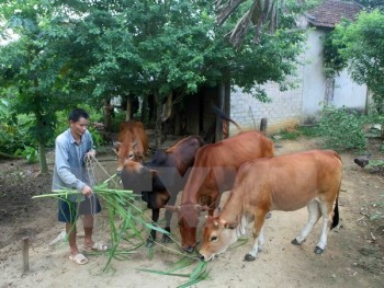 Thành lập Hội đồng thẩm định Chương trình giảm nghèo bền vững