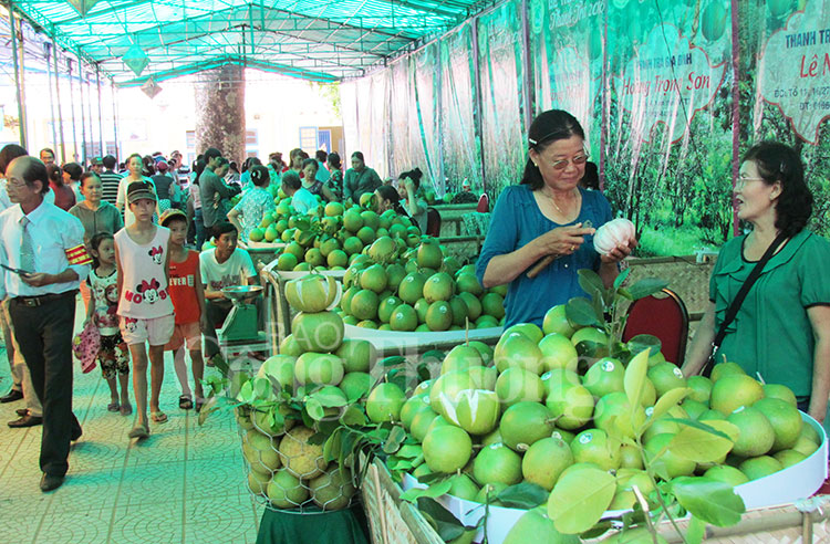 Thừa Thiên Huế: Khai mạc lễ hội Thanh trà lần thứ 5