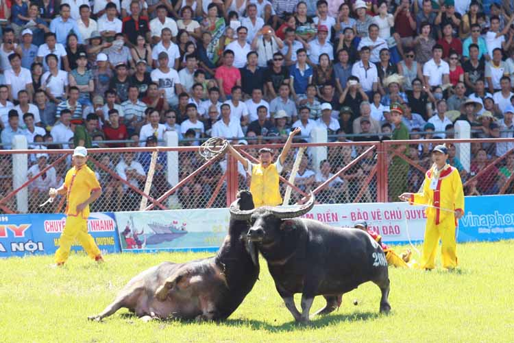 Các nhà nghiên cứu đề nghị giữ Lễ hội chọi trâu Đồ Sơn