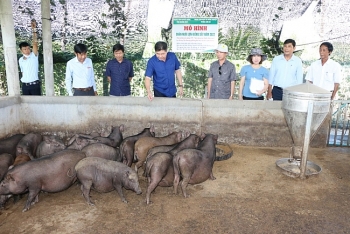 Quảng Ngãi: Xây dựng mô hình chăn nuôi lợn kiềng sắt thương phẩm