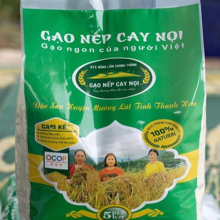 Gạo nếp Cay Nọi: Từ đặc sản địa phương thành sản phẩm OCOP