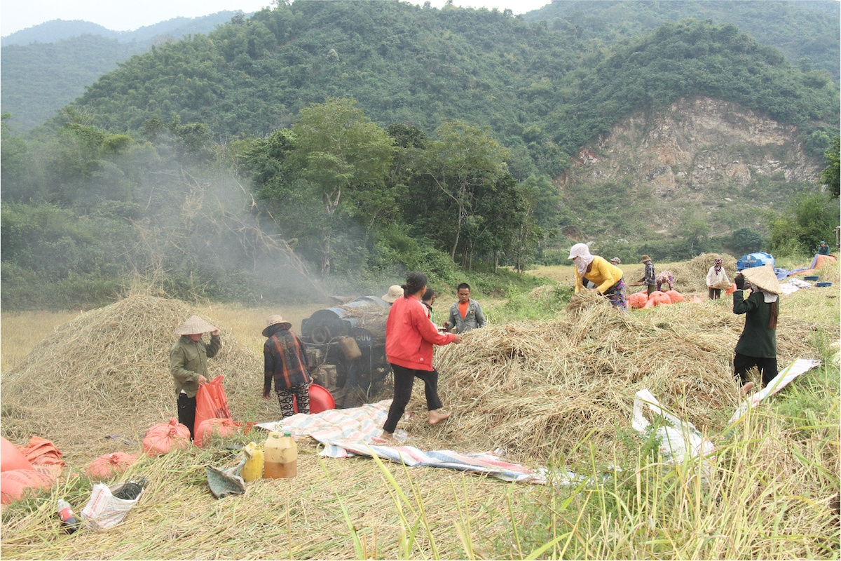 Gạo nếp Cay Nọi: Từ đặc sản địa phương thành sản phẩm OCOP