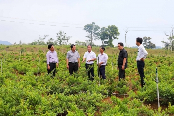 binh dinh dong bao vung cao doi doi nho trong cay duoc lieu