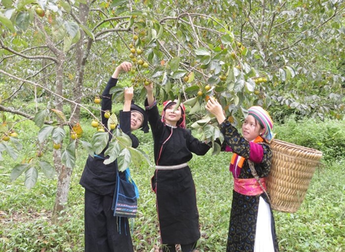 Quản Bạ - Hà Giang: Nâng cao giá trị cây hồng không hạt bản địa