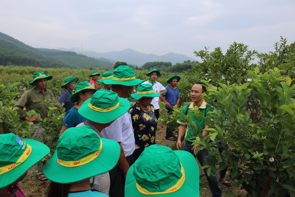 Sử dụng phân bón Phú Mỹ trên cây ổi và cây lúa mang lại hiệu quả cao