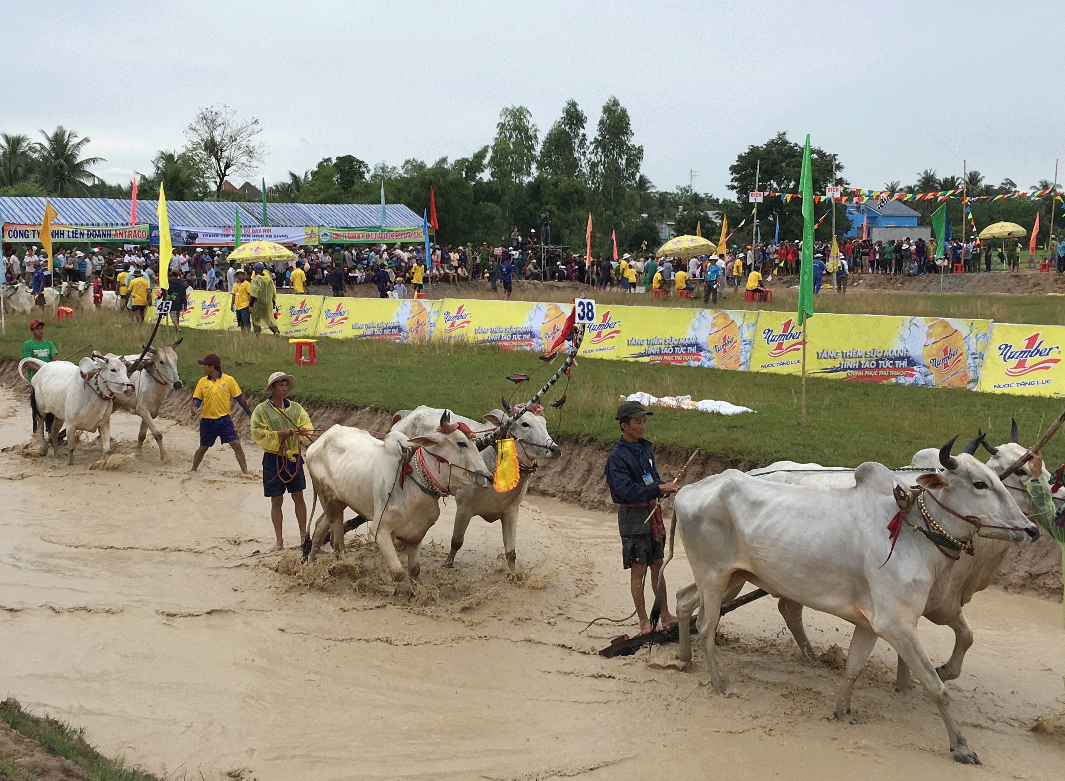 Nước tăng lực Number 1 tài trợ Hội Đua bò Bảy Núi tranh Cúp Truyền hình An Giang năm 2017