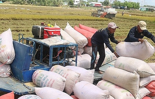 Bộ Công Thương kiến nghị bỏ hạn ngạch xuất khẩu gạo, thực hiện theo Nghị định 107