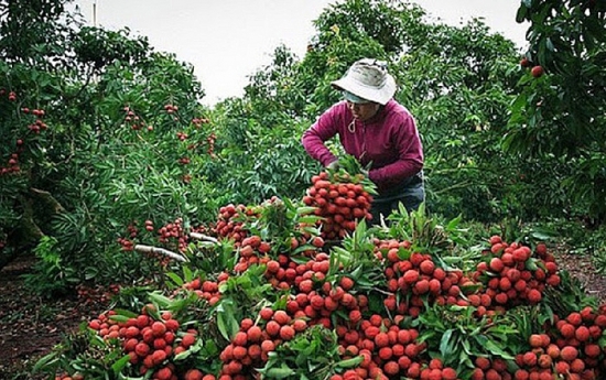 Tạo thuận lợi lưu thông, hỗ trợ tiêu thụ nông sản trên các sàn thương mại điện tử