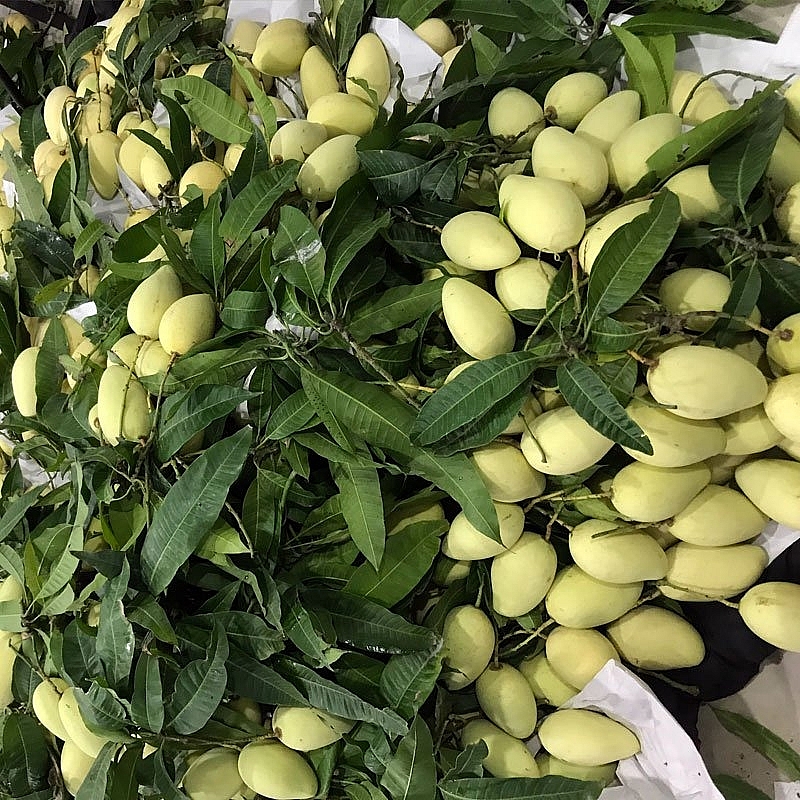 Xoài Cát Chu Đồng Tháp được đẩy mạnh tiêu 