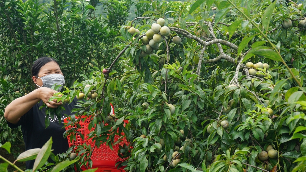 Hỗ trợ tiêu thụ nông sản mùa dịch