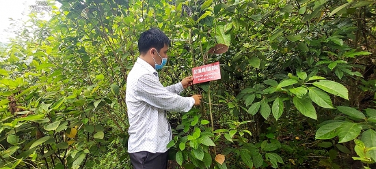 giac mo thuan duong hoa rung