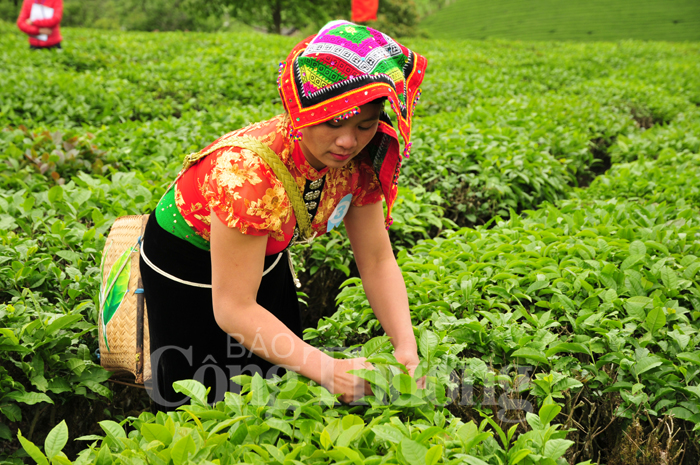 Rộn ràng hội thi hái chè trên cao nguyên Mộc Châu